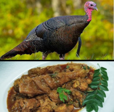 TURKEY KOSHA (4 PCS)